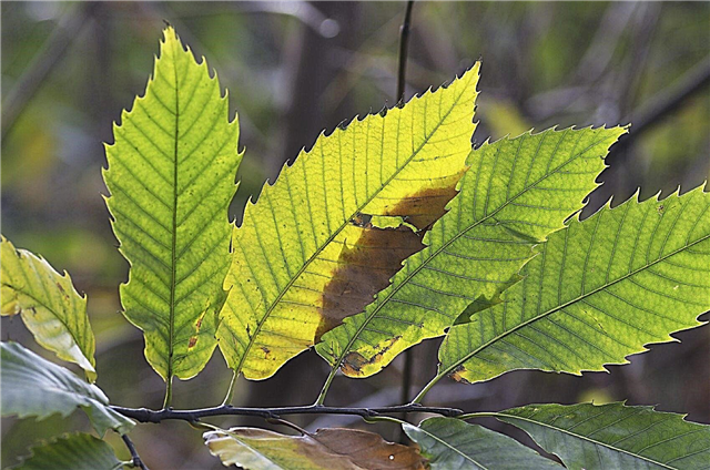 Identificação de folhas - Aprenda sobre diferentes tipos de folhas em plantas
