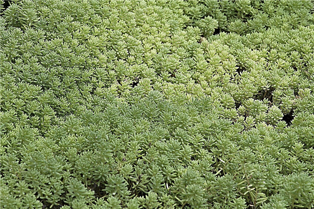 Græsplænepleje til Sedum: Sådan dyrkes Sedum i min græsplæne