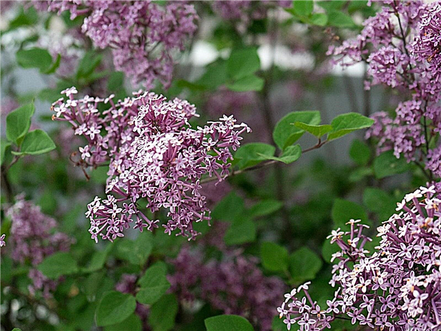 Trồng Lilac lùn - Tìm hiểu về các giống Lilac lùn thông thường