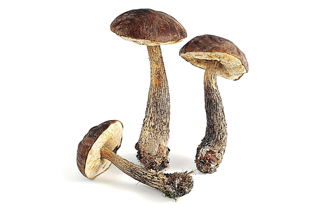 Информация о микоризных грибах - преимущества микоризных грибов в почве