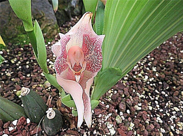 Плетена орхидея за бебета: Информация за грижите за Anguloa Uniflora
