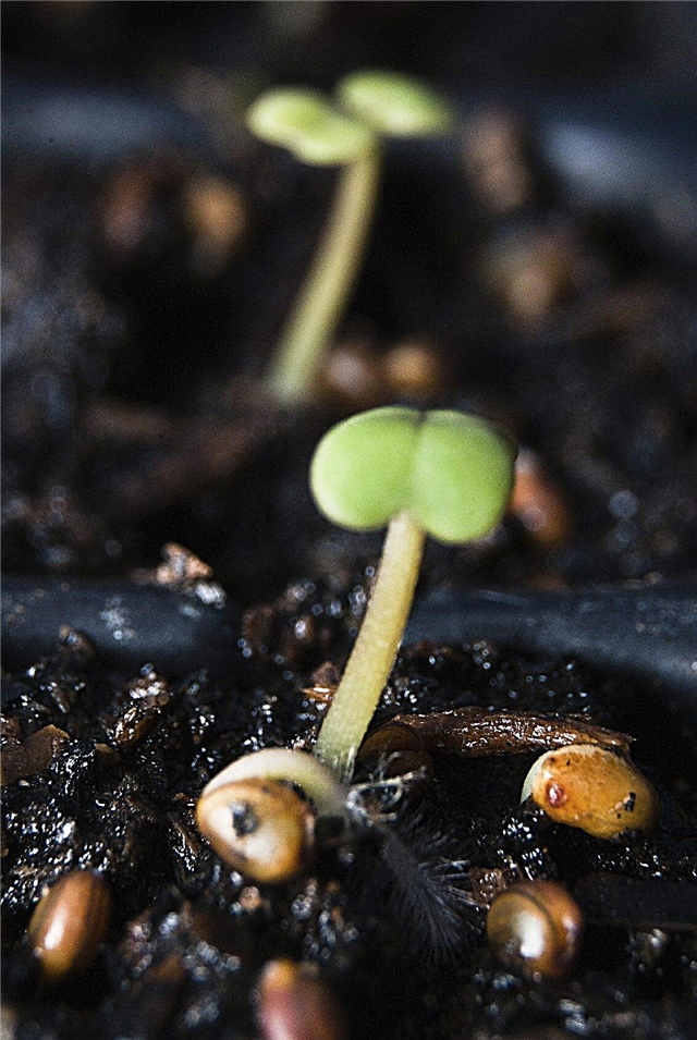 Conseils d'entretien des semis: Prendre soin des semis après la germination