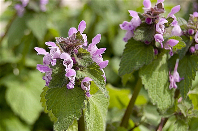Deadnettle Ground Cover: Growting Deadnettle As Lawn Substitute