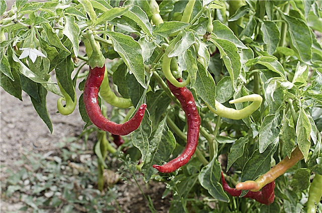 Paprika Pepper Thông tin: Bạn có thể trồng ớt Paprika trong vườn