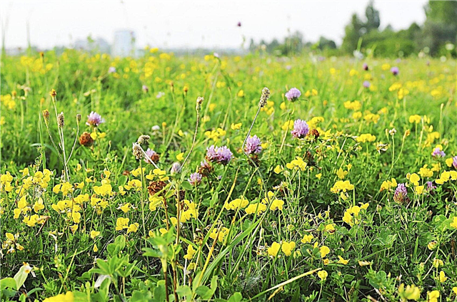 Meadow Lawn Alternative: Aprenda sobre o plantio de um prado Meadow