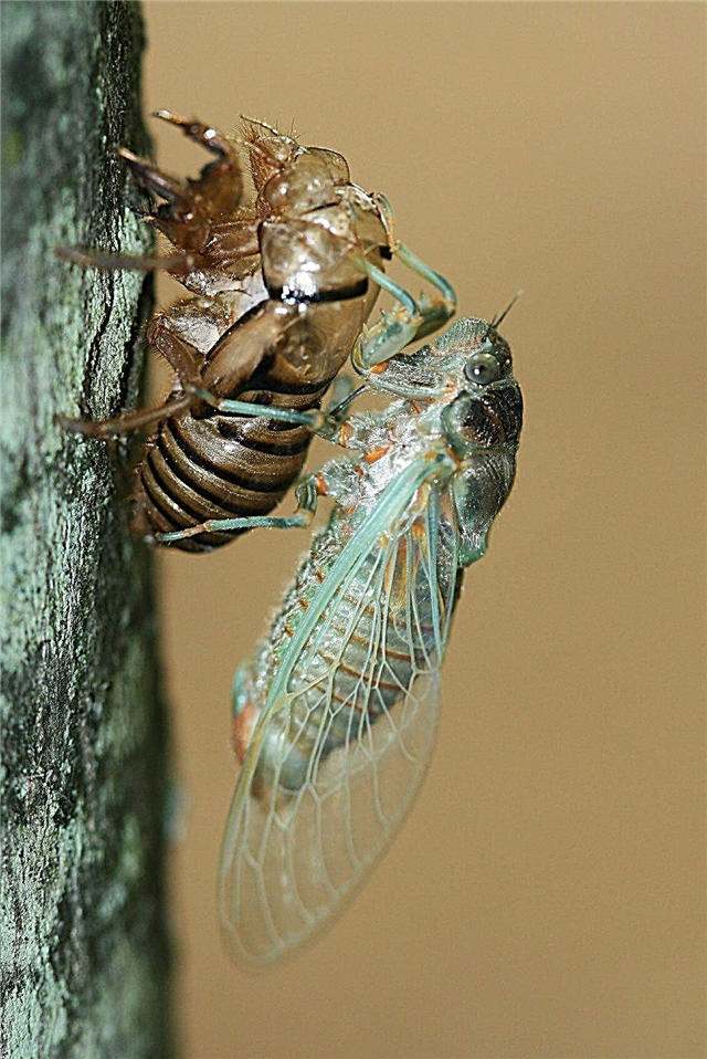 Cicada Bugs In The Garden - Periodieke Cicada-opkomst en controle