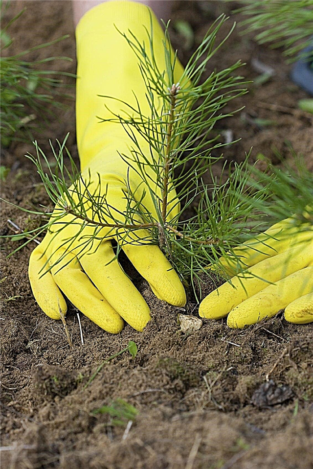Plantar un pino: cuidar los pinos en el paisaje