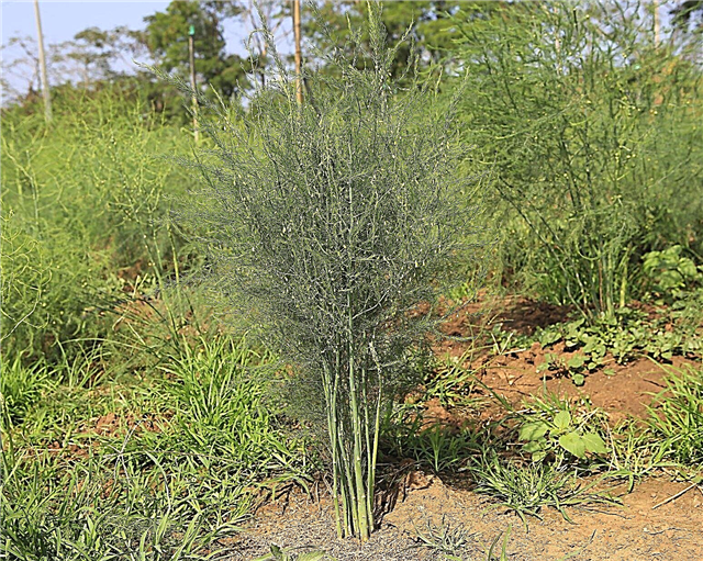 Asparagus Weed Control: Tips Untuk Menggunakan Garam Pada Asparagus Weeds