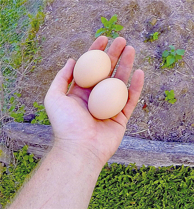Menggunakan Telur Sebagai Baja Tumbuhan: Petua Memupuk Dengan Telur Mentah