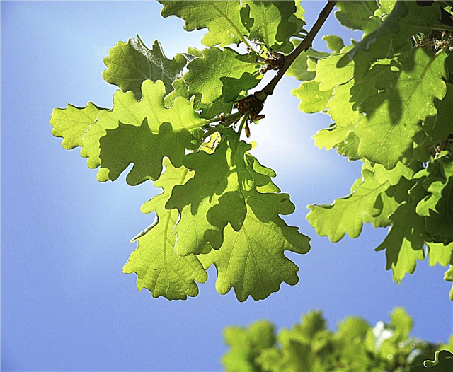 Společné dubové stromy: Průvodce identifikací dubových stromů pro zahradníky
