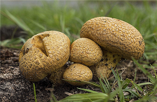 O que são fungos: Aprenda sobre os diferentes tipos de fungos