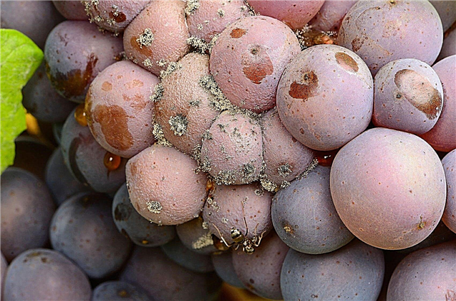 Viinamarja hapu mädanik - viinamarjades suvise kobara mädanemise haldamine