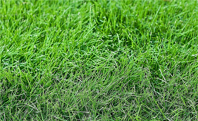 מהו מדשאה ללא מכסחת עצות: טיפים ליצירת מדשאה ללא מכסחת דשא