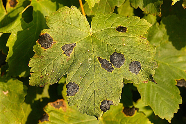 Maple Tree Tar Spot - Gestión de manchas de alquitrán de arces