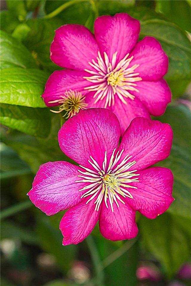 Summer Blooming Clematis - أنواع الياسمين التي تزهر في الصيف