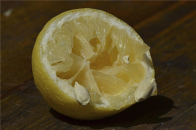 Vermehrung von Zitronensamen: Können Sie einen Zitronenbaumsamen anbauen?