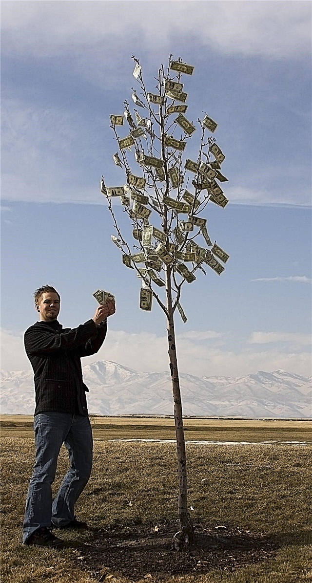 גידול עץ הכסף - מידע על גידול עץ הכסף