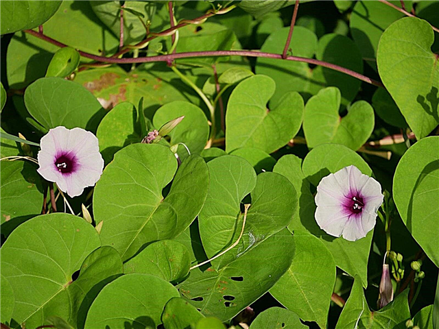 Why Morning Glory Not Bloom: Getting Morning Glories to Flower