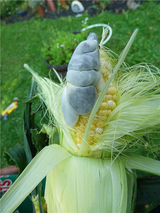 Smut común de maíz: qué hacer para el hongo Smut de maíz