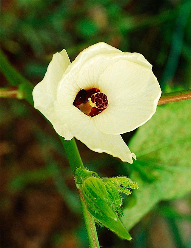 Süs Bamya Bitkileri: Konteynerlerde ve Bahçe Yataklarında Bamya Yetiştiriciliği Üzerine İpuçları