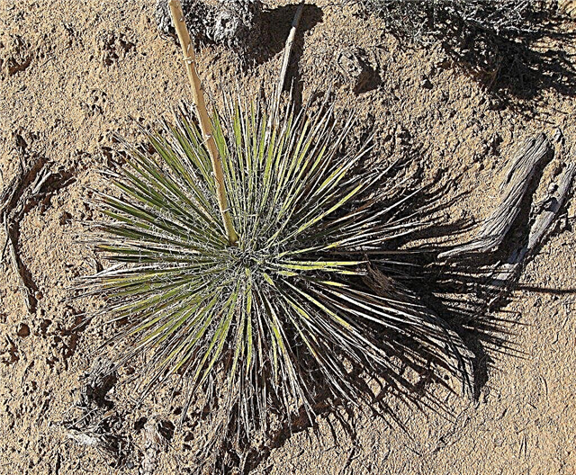 Yucca tla: Spoznajte mešanico tal za rastline Yucca