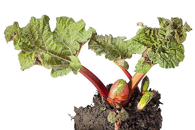 การแบ่งพืชผักชนิดหนึ่ง: อย่างไรและเมื่อไหร่ที่จะแบ่งผักชนิดหนึ่ง