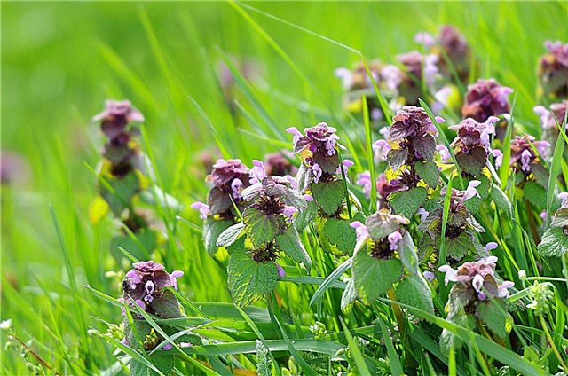 Purple Deadnettle Control: Entfernen von Deadnettle Weeds