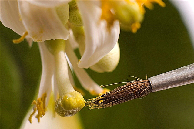 Cây thụ phấn bằng tay: Cách thụ phấn cho cây chanh