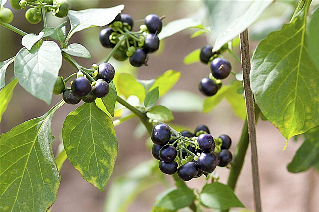 معلومات نبات Wonderberry: ما هو Wonderberry وهل صالح للأكل