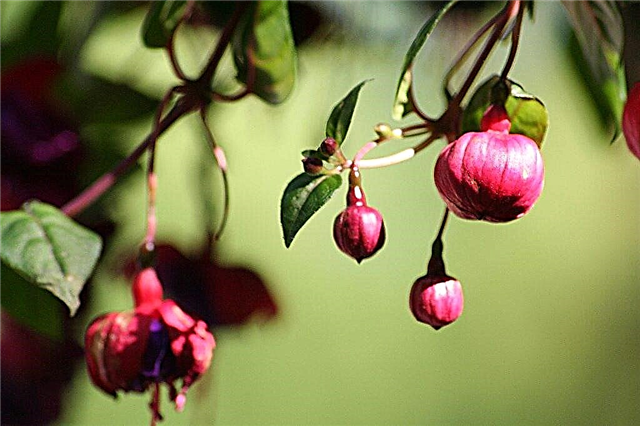 Fuchsia Bud Drop: Razones por las que Fuchsia está dejando caer brotes