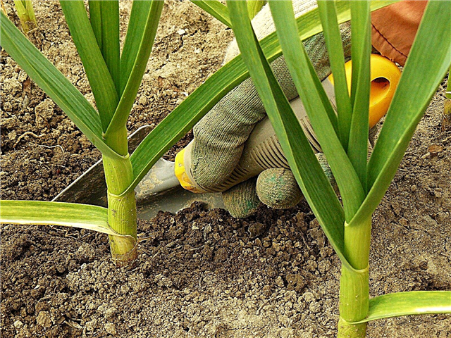 Fertilisation de l'ail: conseils pour nourrir les plantes d'ail