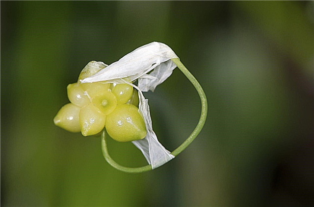 Bulbils de plantas de ajo: consejos para cultivar ajo a partir de bulbils