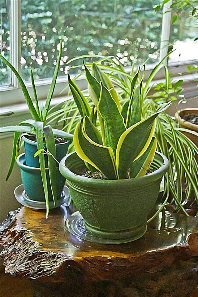 النباتات المنزلية سهلة العناية: نباتات داخلية يصعب قتلها