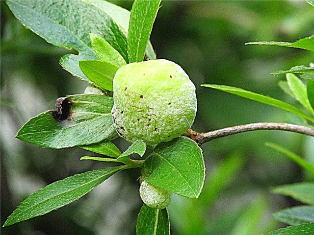 Leaf Gall On Azaleas: Πώς να θεραπεύσετε το Azalea Leaf Gall