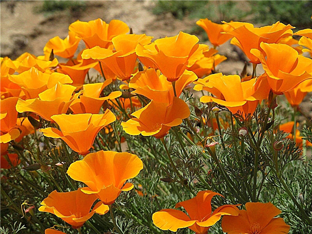 การดูแลดอกป๊อปปี้แห่งแคลิฟอร์เนีย: วิธีการปลูกดอกป๊อปปี้แคลิฟอร์เนีย