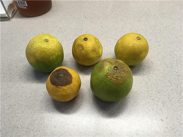 Citrusfrugt Brunrot: tip til brunrotkontrol på citrus