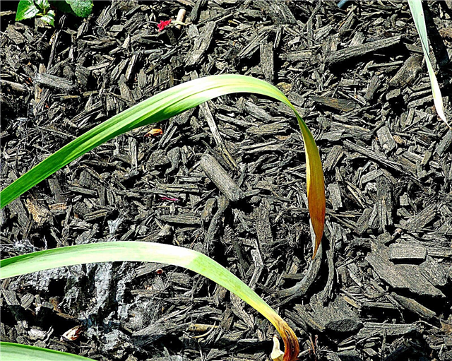 Folhas amarelas do narciso amarelo - razões pelas quais a folhagem do narciso amarelo