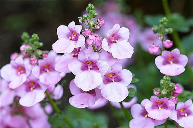 Pleje af Twinspur Diascia: tip til dyrkning af Twinspur blomster