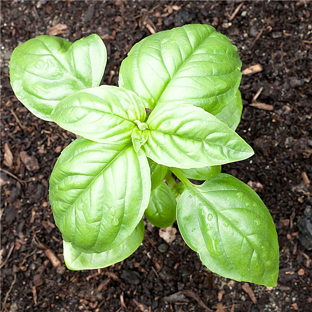 Fertiliser les plantes de basilic: comment et quand nourrir le basilic