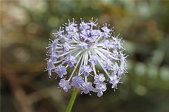 Blå spetsblommainformation: tips för odling av blommor med blonder