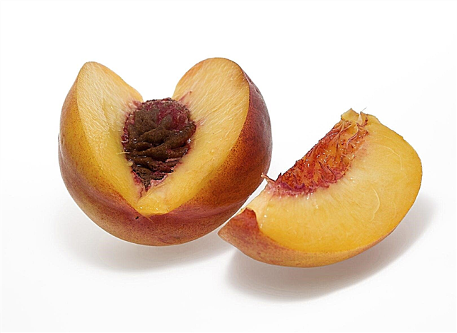 Clingstone Vs Freestone: Aprenda sobre pedras diferentes em frutas de pêssego
