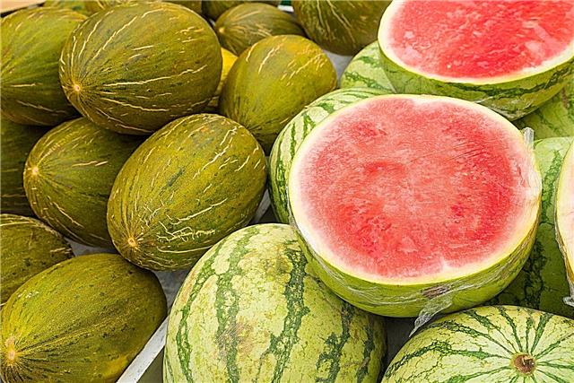 Vandmelon Plantsorter: Almindelige typer vandmelon