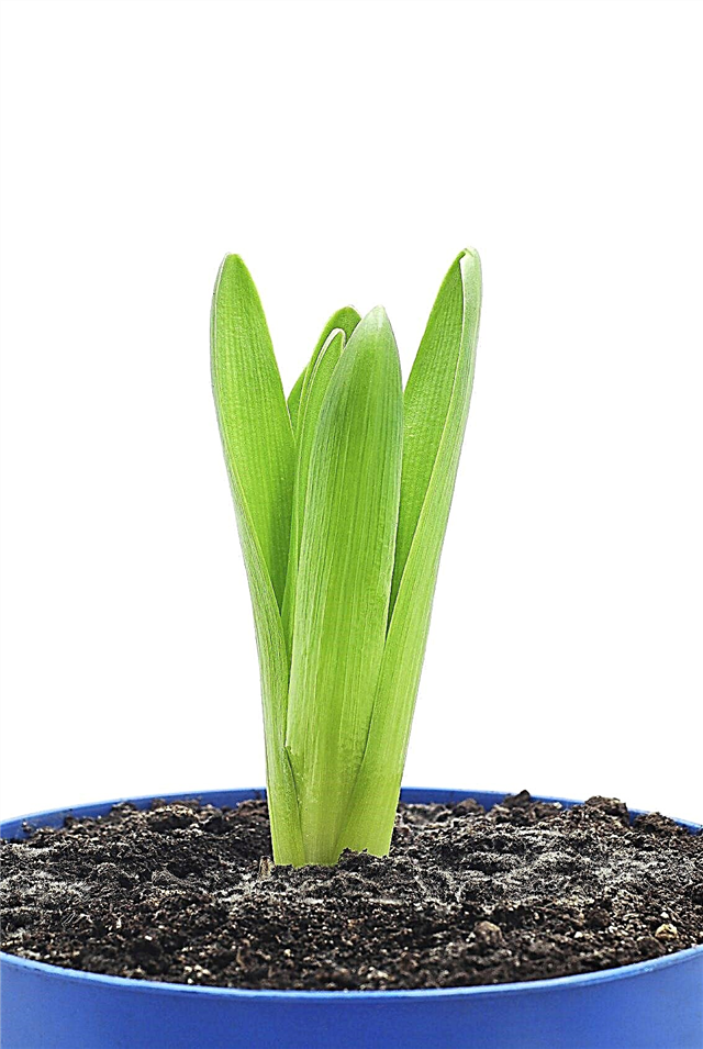 I giacinti non fioriranno: ragioni per cui i fiori di giacinto non fioriscono