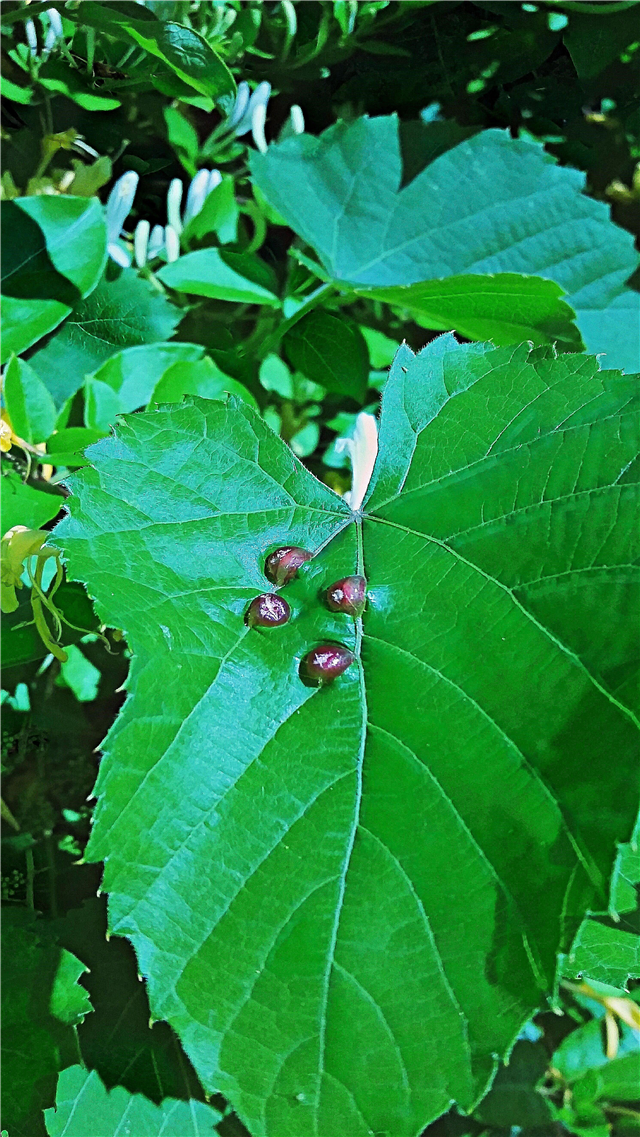 Contrôle des acariens vésiculeux sur les raisins: traitement des acariens vésiculeux des feuilles de vigne