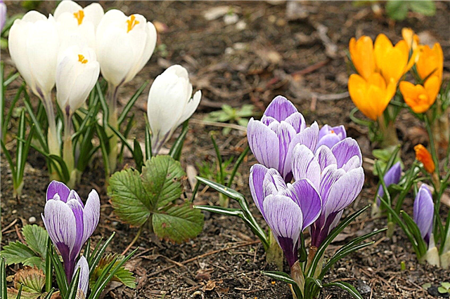 Navadne vrste krokusov: jesensko in spomladi cvetoče sorte rastlin krokusov
