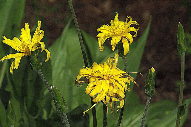Qu'est-ce que la racine de Scorzonera: Comment faire pousser des plantes de salsifis noirs