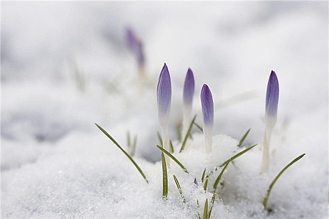Crocus Winter Flowering: Erfahren Sie mehr über Crocus bei Schnee und Kälte