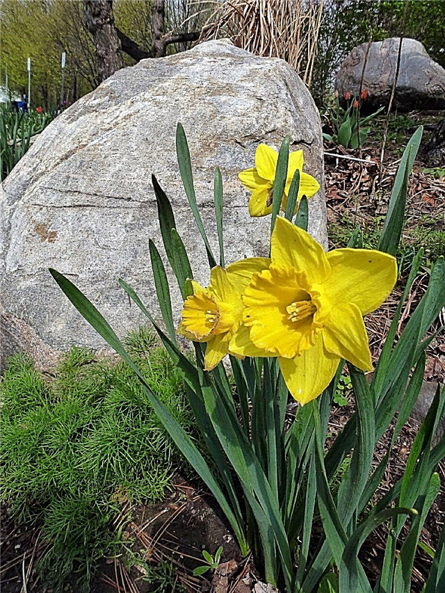 Kvetinové cibule nerastú: Prečo nie sú po výsadbe žiadne narcisy