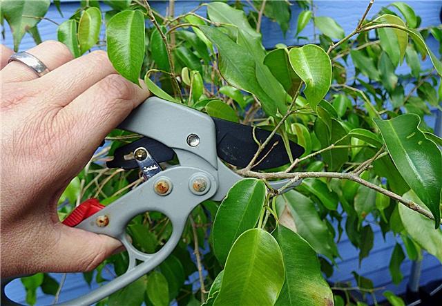 Schneiden von Ficusbäumen: Wie und wann sollte Ficus beschnitten werden?