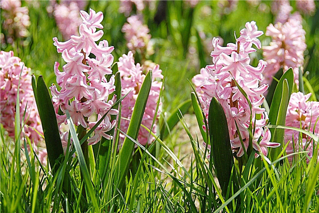 Hyacinth Plant Blooms - So halten Sie Hyacinth Flowers Blooming
